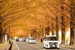 メタセコイア並木