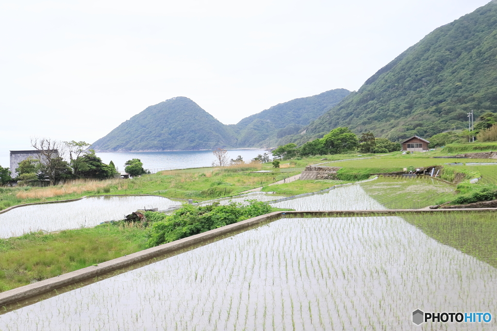 棚田の田植え③