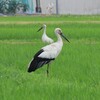会社の前に、コウノトリが2羽