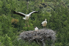 コウノトリ巣立ち間近？　①