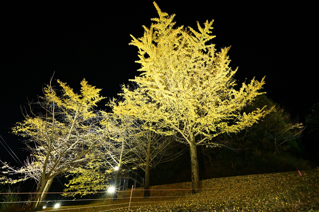 銀杏ライトアップ