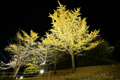 銀杏ライトアップ