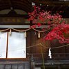 金刀比羅神社の秋　儀式殿の紅葉