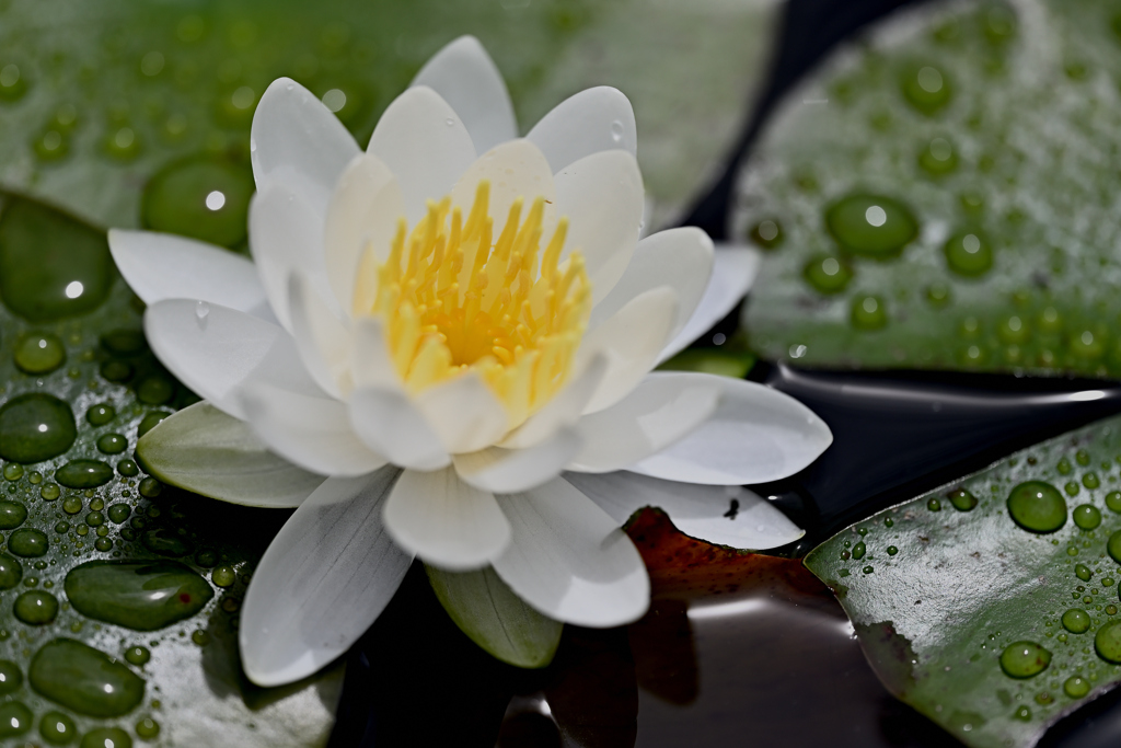 小町公園の花たち