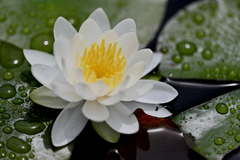 小町公園の花たち