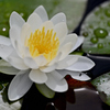 小町公園の花たち