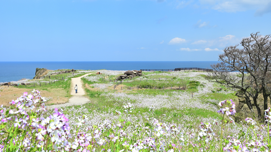 大成古墳群のハマダイコン