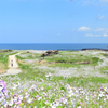 大成古墳群のハマダイコン