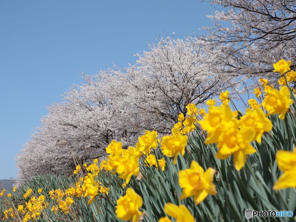 水辺公園やさか