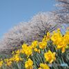 水辺公園やさか