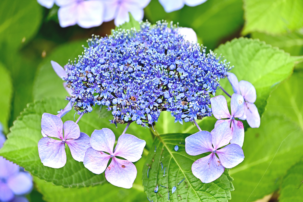 梅雨の花