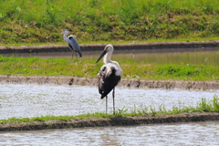 コウノトリ