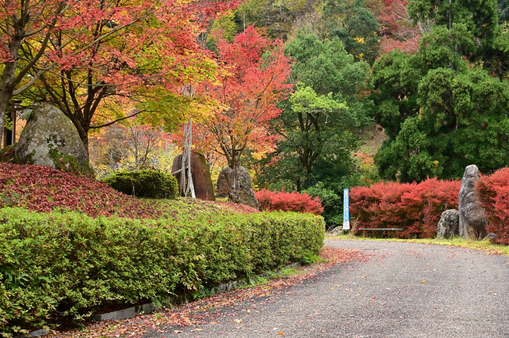 紅葉通り