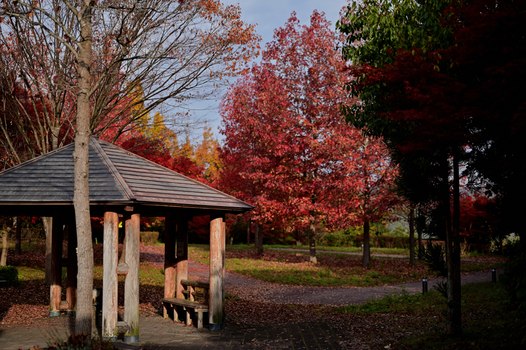 パーキングエリアの紅葉②