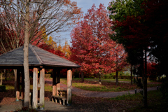 パーキングエリアの紅葉②