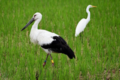 コウノトリの友達