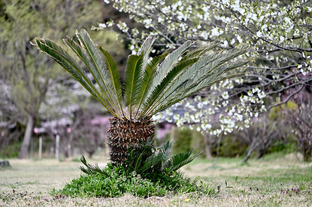 離湖公園