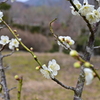 丹後も 春近し