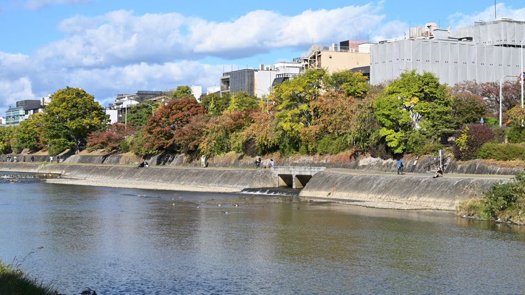 京都市内散歩　鴨川の紅葉