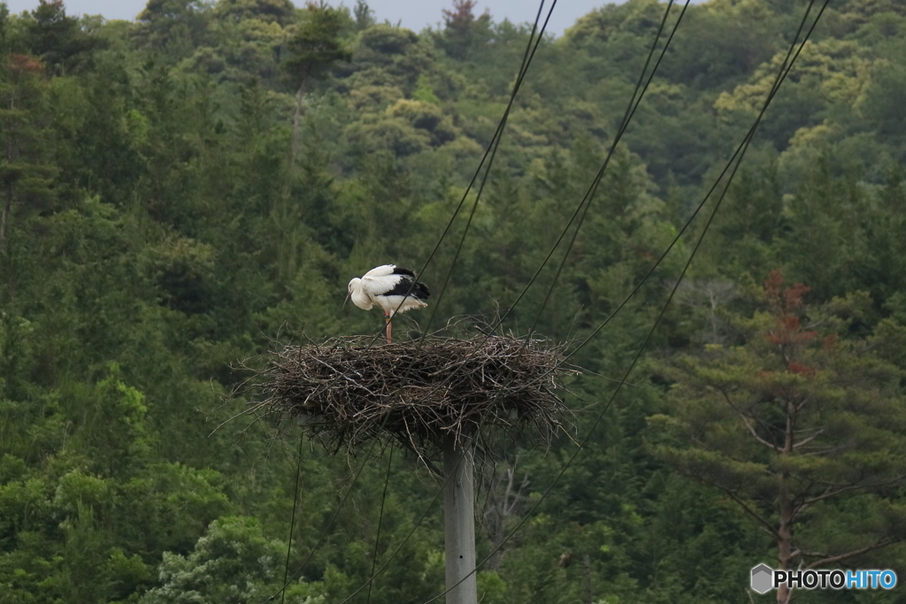 コウノトリ巣立ち間近かな　③