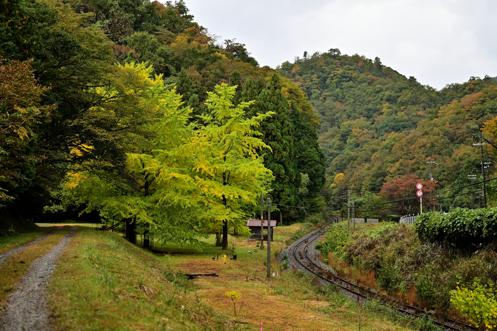 銀杏と線路