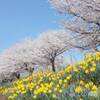 水辺公園やさか