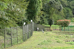 コウノトリの郷公園　公開飼育ケージ