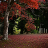 大内峠一字観公園　落葉