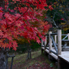 「天女の里」紅葉　キャンプ場