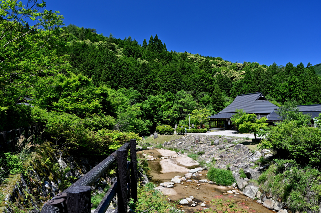 新緑の公園