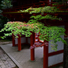 金刀比羅神社の秋　神門の紅葉