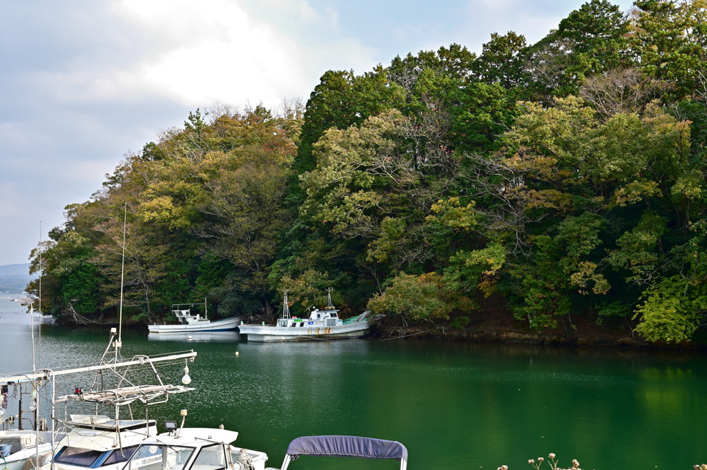 久美浜湾の紅葉③