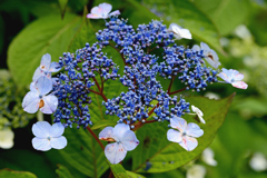 小町公園の花たち　アジサイ