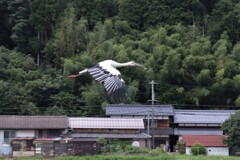 生活に溶け込むコウノトリ