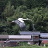 生活に溶け込むコウノトリ