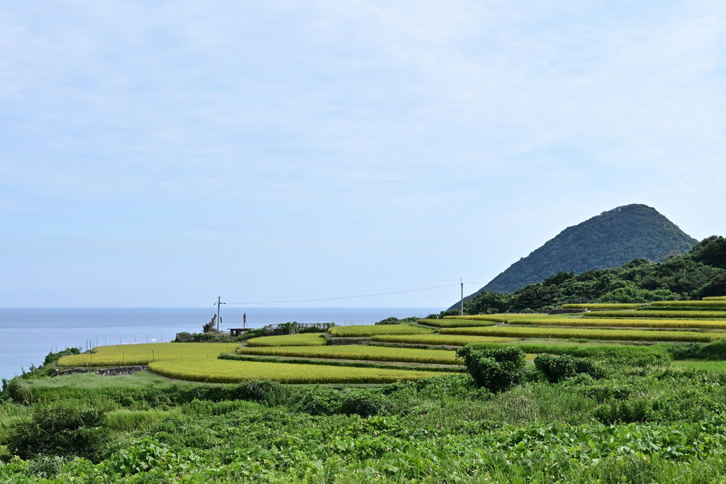 実りの棚田②