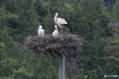 コウノトリのヒナ　大きくなってきました。④