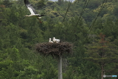 コウノトリ巣立ち間近かな　①