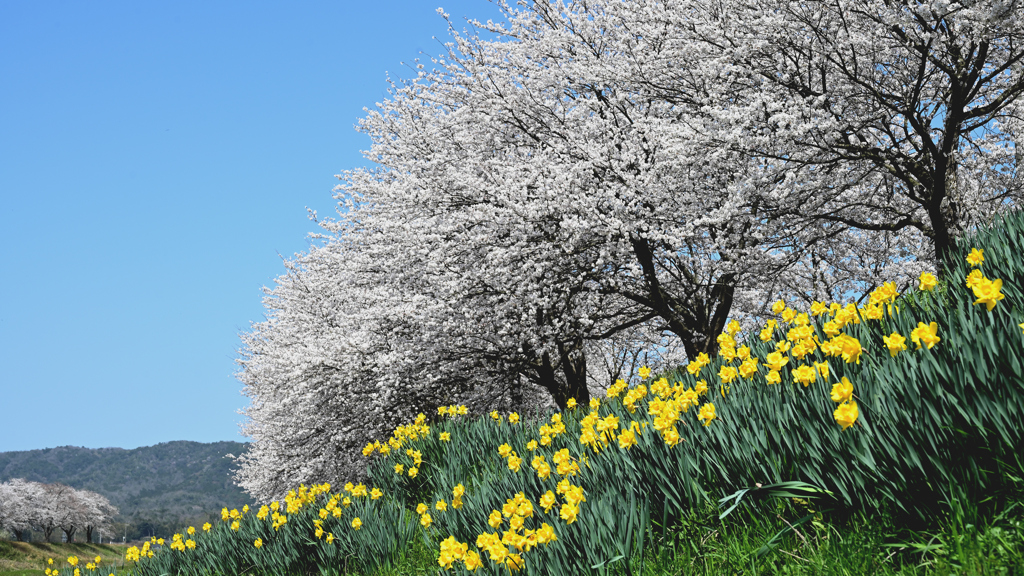 水辺公園の桜