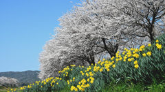 水辺公園の桜