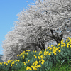 水辺公園の桜