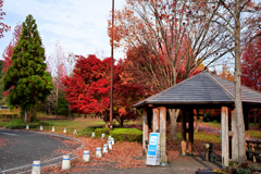 パーキングエリアの紅葉