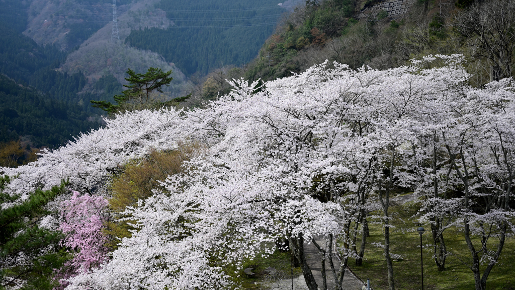 大野ダム桜まつり