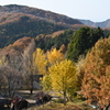 森林公園の紅葉