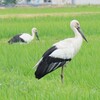 会社の前に、コウノトリが2羽