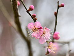 開花