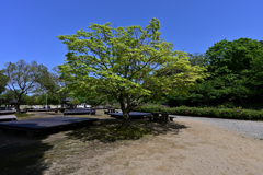 かぶと山公園キャンプ場　テントサイト