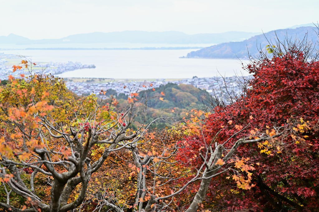 紅葉の間から見える天橋立