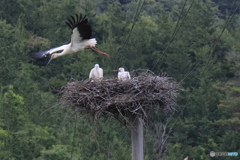 コウノトリのヒナ　大きくなってきました。⑤