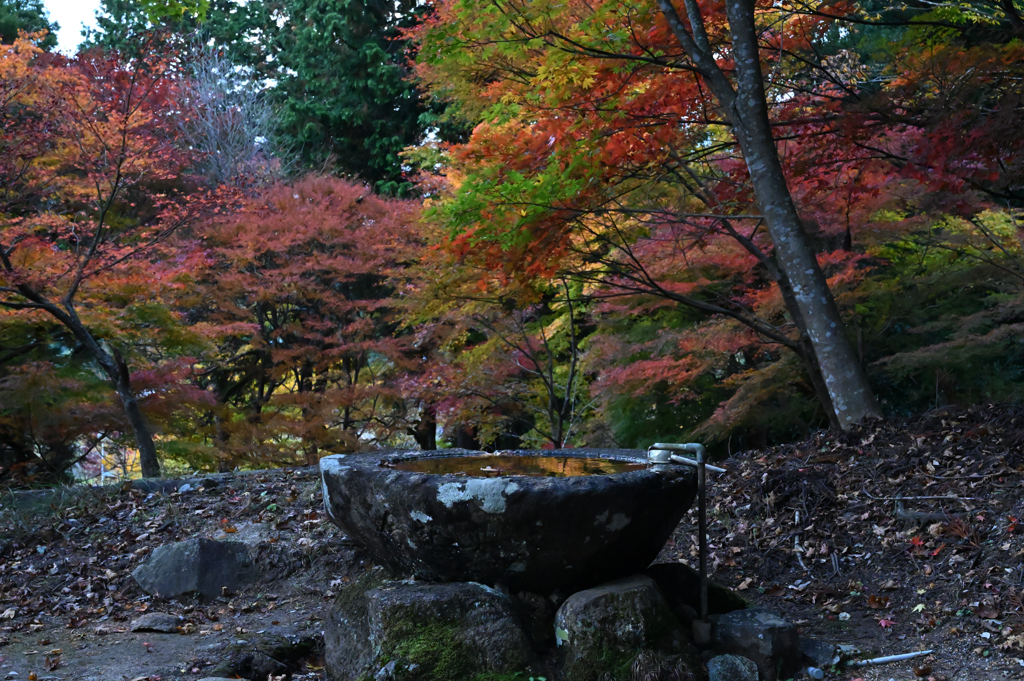 乙女神社の紅葉②